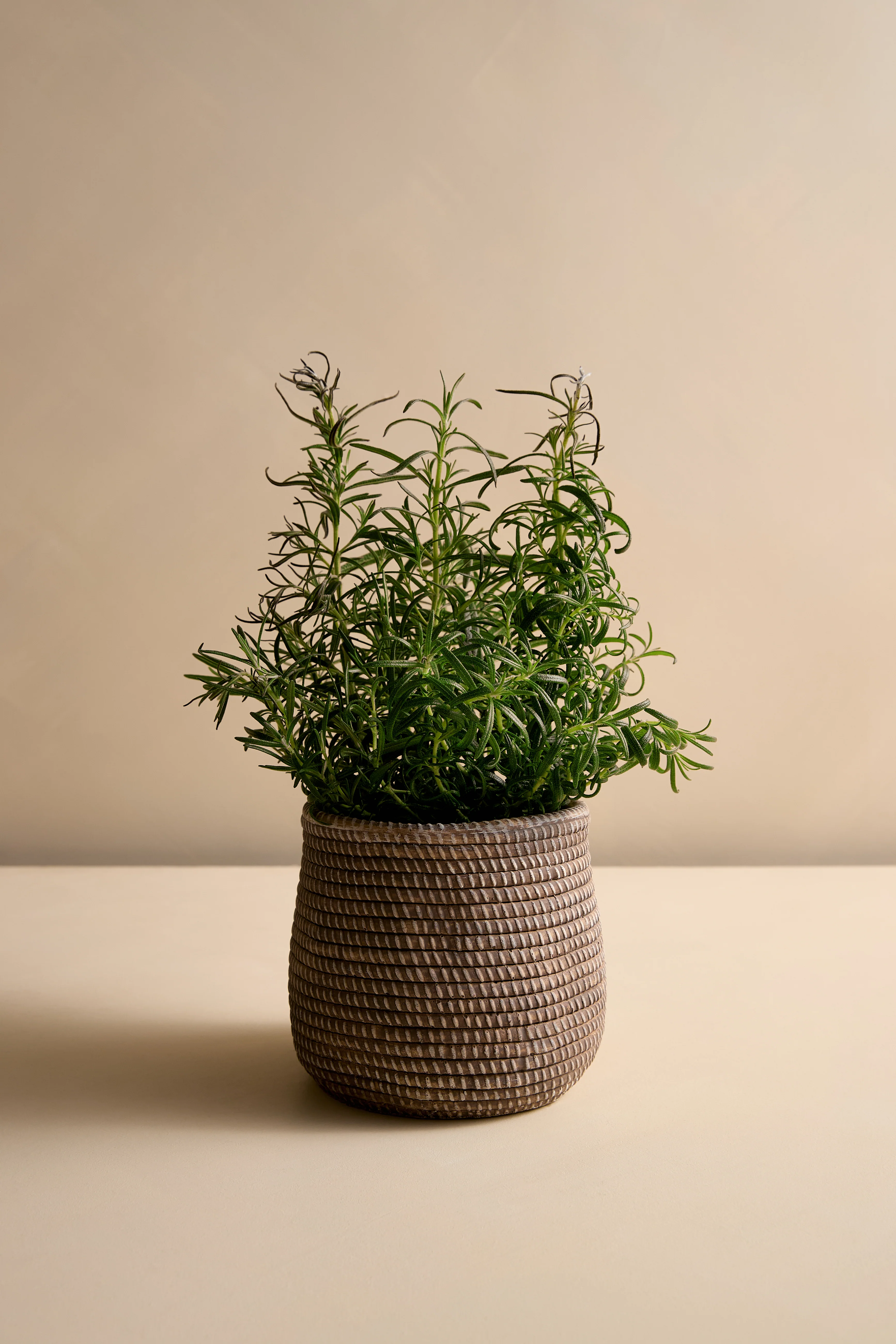 Promo Nouveau Décor